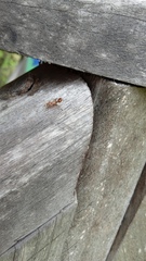 Cephalotes umbraculatus