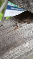 Cephalotes umbraculatus