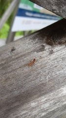 Cephalotes umbraculatus