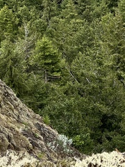 Artemisia tilesii unalaschcensis