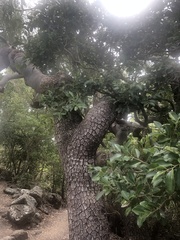 Corymbia tessellaris