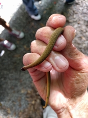 Storeria occipitomaculata obscura