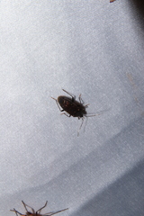 Neolethaeus assamensis