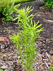 Erigeron canadensis
