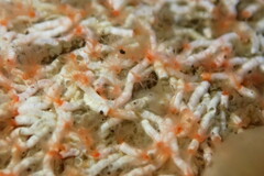 Salmacina tribranchiata