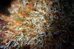 Salmacina tribranchiata