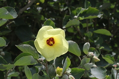 Hibiscus hamabo