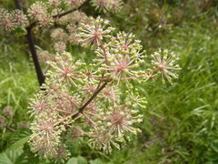 Aralia cordata