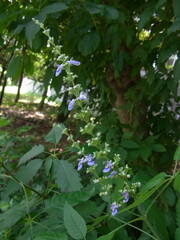 Vitex negundo cannabifolia