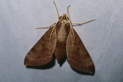 Acosmerycoides harterti