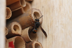 Pararrhynchium ornatum