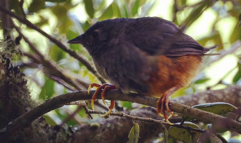 Ochre-Flanked Tapaculo