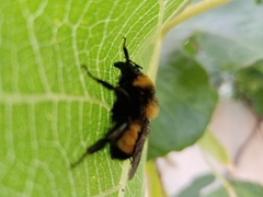 Bombus sonorus
