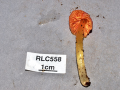 Hygrocybe occidentalis