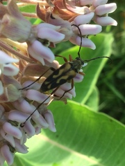 Typocerus octonotatus