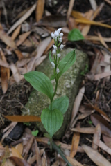 Cephalanthera erecta