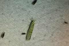 Nectopsyche exquisita