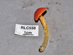 Hygrocybe occidentalis