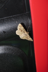 Psilalcis pulveraria