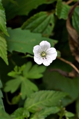 Geranium suzukii