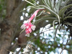 Tillandsia recurvifolia