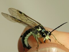 Tenthredo angulifer