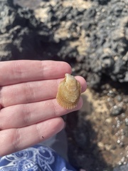 Isognomon perna