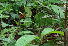 Heliconius numata