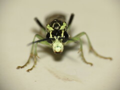 Tenthredo angulifer