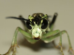 Tenthredo angulifer