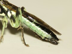 Tenthredo angulifer