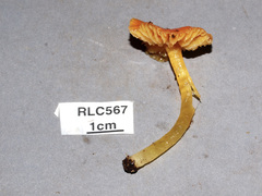 Hygrocybe occidentalis