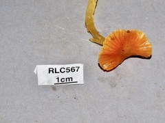 Hygrocybe occidentalis