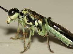 Tenthredo angulifer