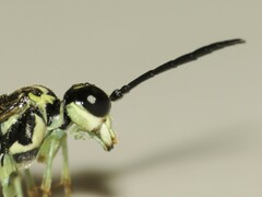 Tenthredo angulifer
