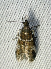 Acrobasis vaccinii