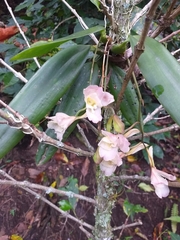 Rodriguezia granadensis