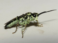 Tenthredo angulifer