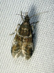 Acrobasis vaccinii