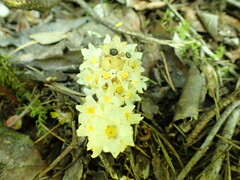 Pityopus californicus