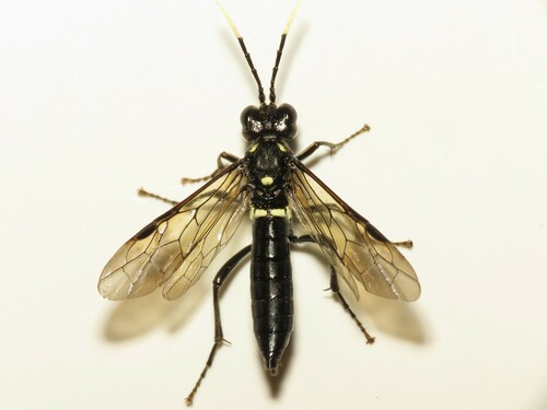 Photograph of Tenthredo grandis