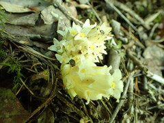 Pityopus californicus