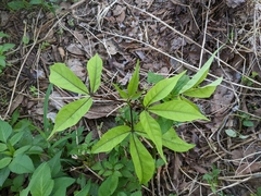 Crateva adansonii formosensis