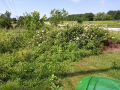 Rosa setigera setigera