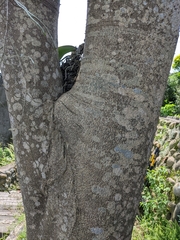 Crateva adansonii formosensis