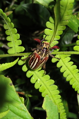 Polyphylla taiwana
