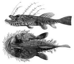 Challenger Monkfish photo 4