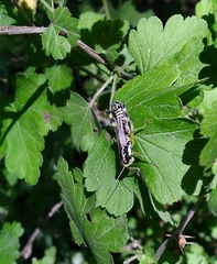 Melanoplus viridipes