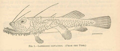 Smooth Angler photo 2