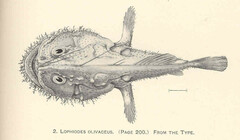 Smooth Angler photo 4